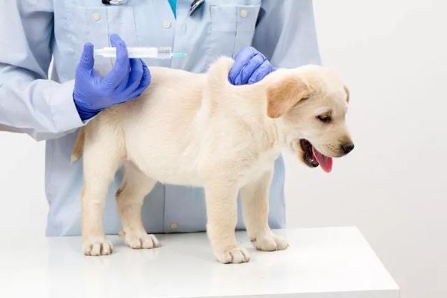 狗狗健康成长100问:狗狗缺钙长大了可以补的回来吗？