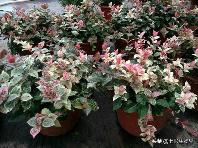 花叶芋根结线虫病:柑橘根结线虫有哪些危害？我们该如何有效防治？