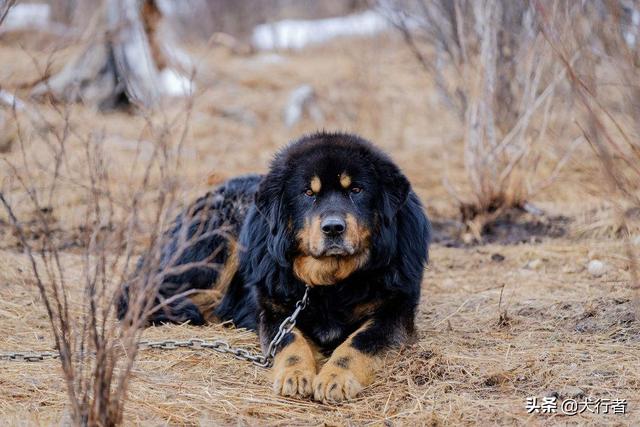 战斗力最强的狗狗排行榜:藏獒是犬类里战斗力最强的吗？