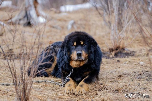 原生藏獒ko中亚:藏獒是犬类里战斗力最强的吗？