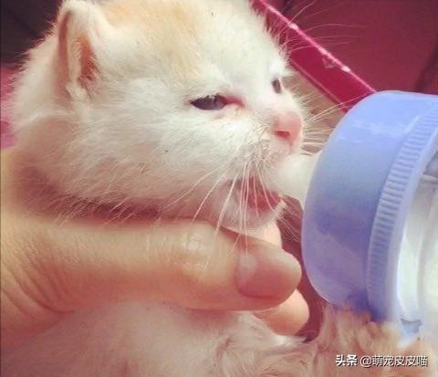 幼猫猫粮:幼猫肠胃不好，吃什么猫粮合适？