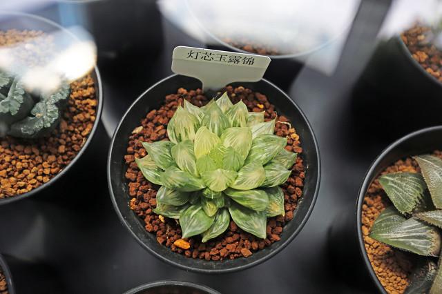 多肉植物种类作文:有哪些多肉品种值得推荐？