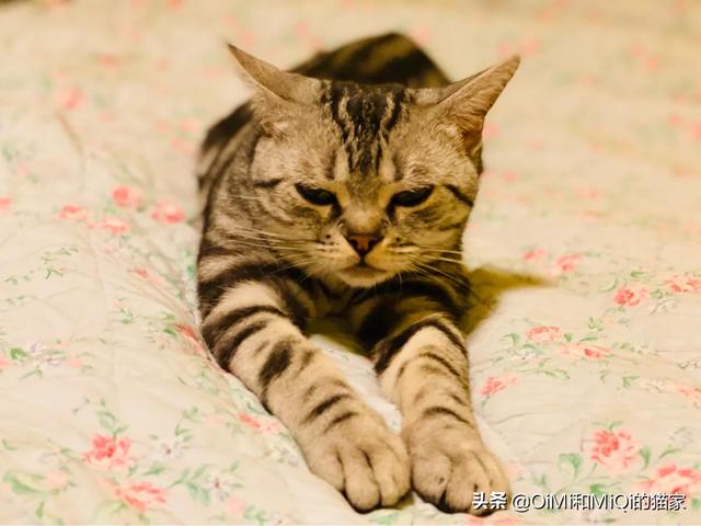 猫奴契约书免费观看:有什么可以熬夜看的小说推荐吗？
