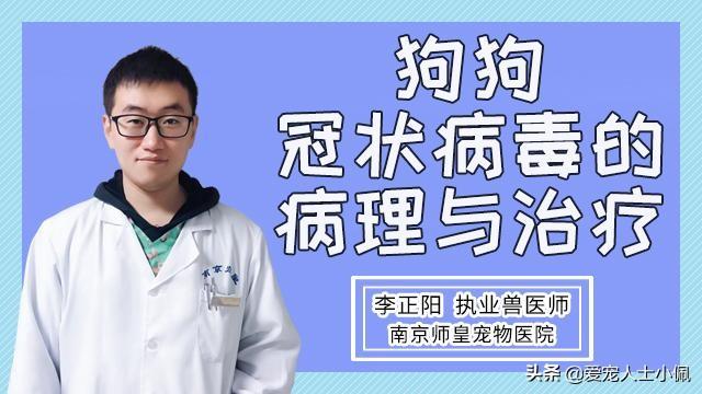 中国犬业信息网:为什么中华田园犬不能当警军犬？