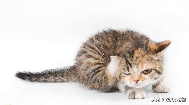 叭咪宝维生素:养猫的朋友看一下，这是猫藓么？