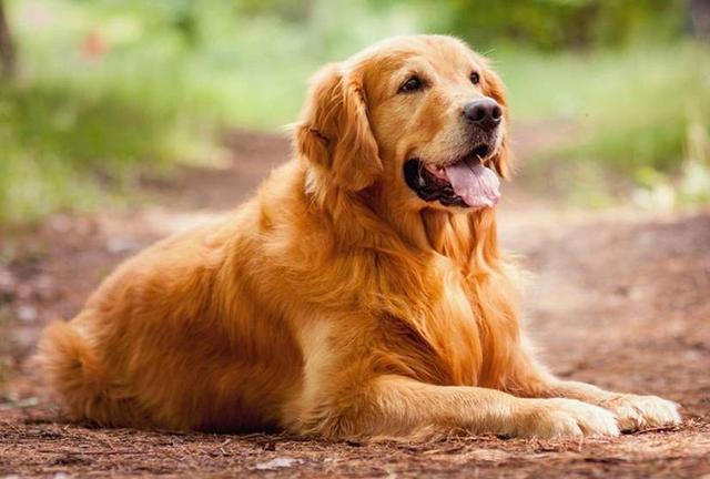 金毛犬怎么养:饲养金毛的5个注意事项？