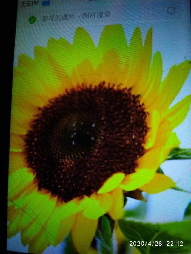 葵花生长期多少天？如何种植才好呢？