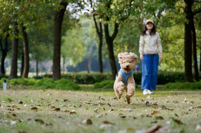 贝生吉犬是种好奇心很旺盛的狗:养泰迪前要知道什么事情？