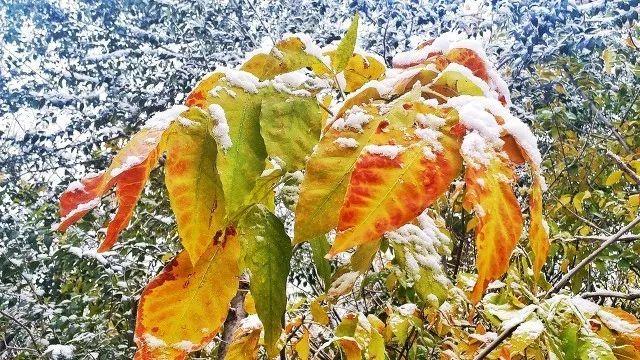 关于24节小雪节气的手抄报大全