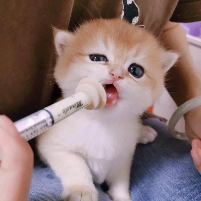 宠物猫除了会吃会喝会睡会喵喵还会啥？