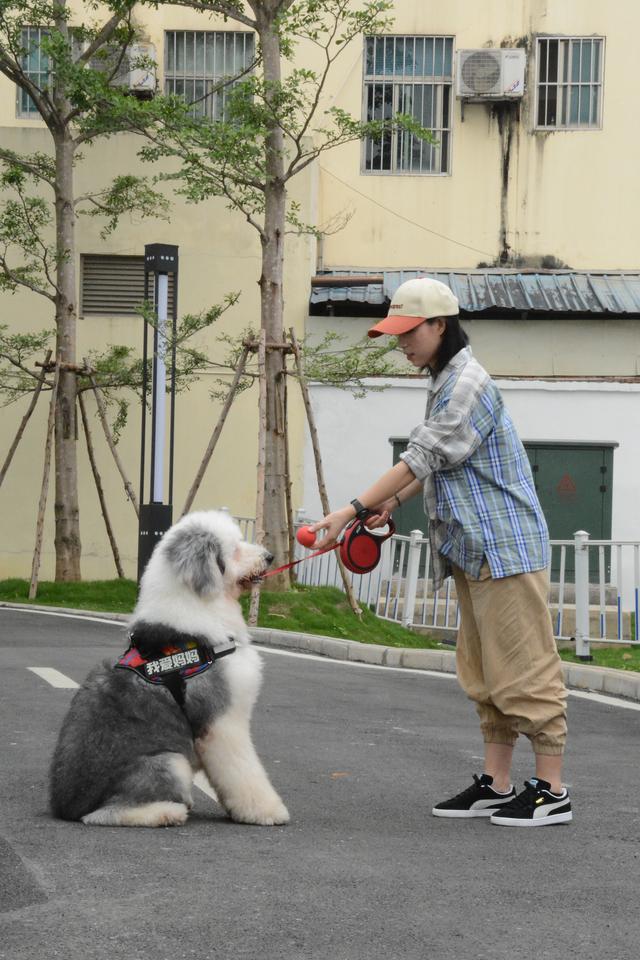 朵拉训练狗狗在线小游戏:我们日常可以跟狗狗玩什么游戏增进之间的感情呢？