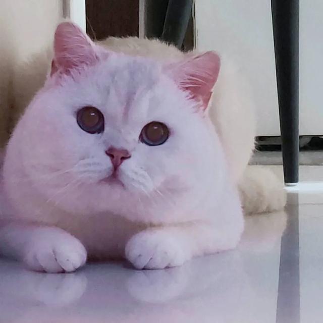建个本地宠物交流群怎么运营？