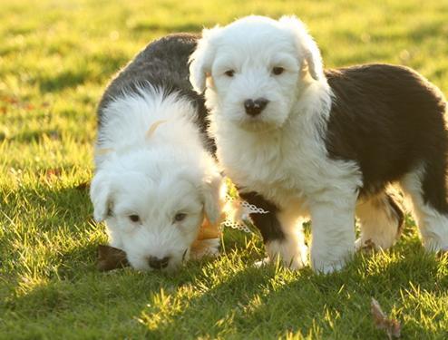 成年英国古牧狗图片:古牧幼犬是黑色毛长大了会变成灰色吗？