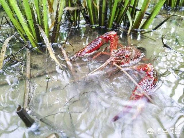 蒋毅个人资料:这次疫情对湖北的小龙虾有多大的影响