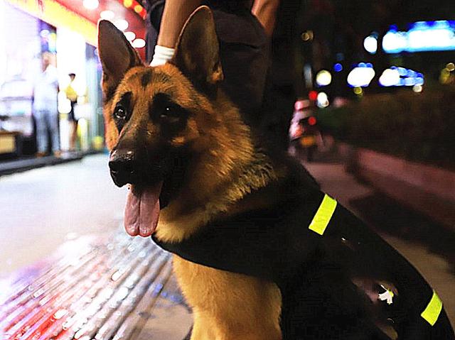 德国大丹犬:世界上最可怕的四种狼犬是哪四种有何依据