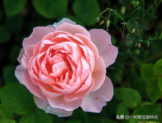 最香的几款月季品种是什么？插图106