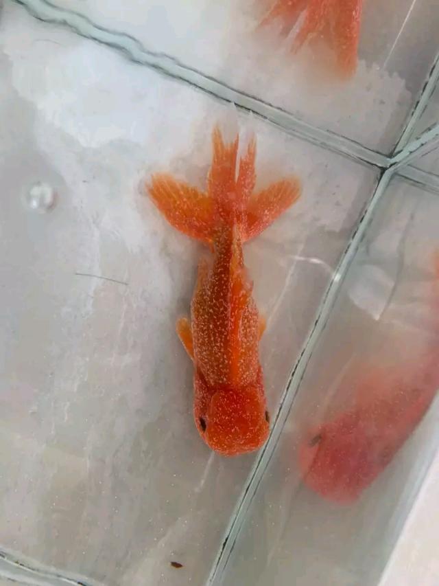头条问答 为什么我养的鱼身上会长白点 鱼有荣焉的回答 0赞