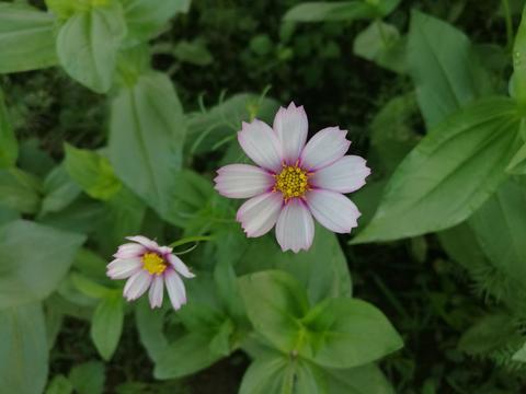 央视主持人管彤:杨帆，管彤在综艺频道耕耘多年，为何主持不了春晚？