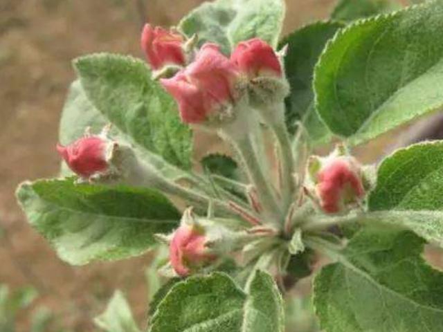 头条问答 果树花芽分化期是什么时间 我从山中来的回答 0赞