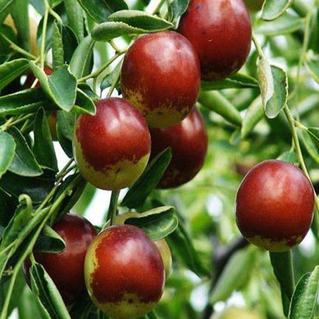 种什么果树最镇宅,植树节前后，农村院子里栽什么树比较好？