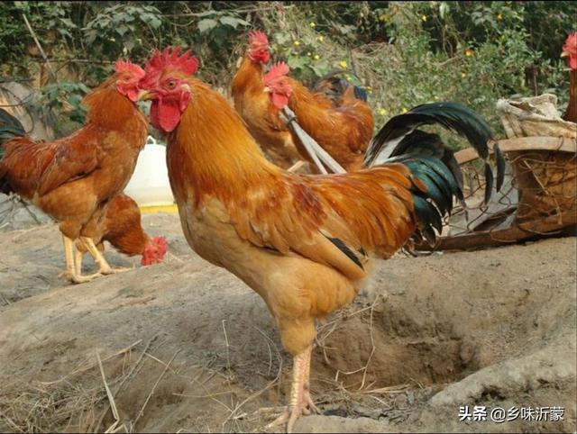 哪种鸡越炖越香怎么炖的呢