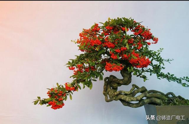 盆景艺术五大流派:大家们喜欢盆景吗？我一个24的小伙选择了盆景这条路正确吗？