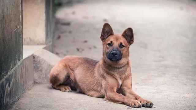 中国犬业信息网的自频道:国内哪些网游，经历过黑暗的时候？ 中国犬业信息网