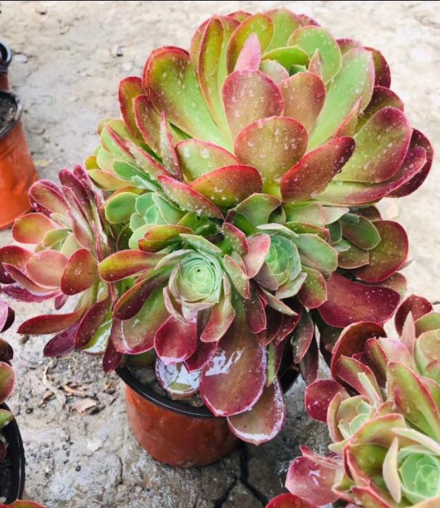翡翠景天几天浇一次水:多肉植物浇水多久浇一次,每次都需要浇透吗？