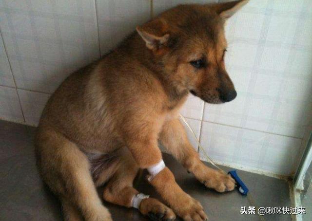 怎么样预防犬细小:怎么检查狗狗有细小病 狗狗得了细小怎么传染给别的狗狗的？