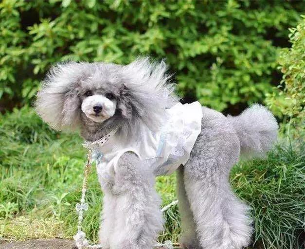 头条问答 - 泰迪幻影色怎么回事?(4个回答)