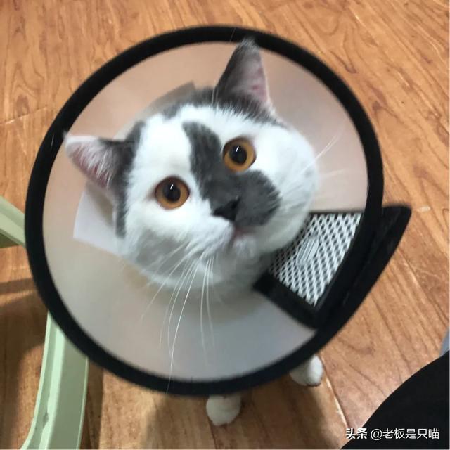 公猫绝育后蛋蛋还是肿:公猫绝育完，多久可以好？
