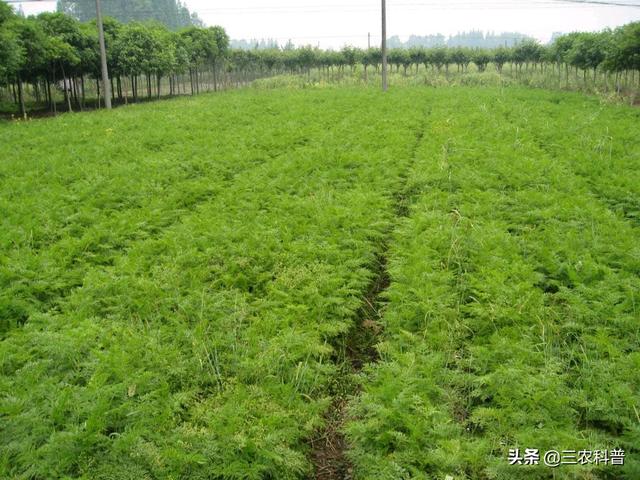 不愁销路的小型加工厂:农村有房有地，种药材，搞养殖，办农产品加工厂，哪个风险小？