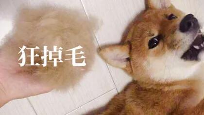 柴犬:大家喜欢柴犬吗？新手养需要注意什么？