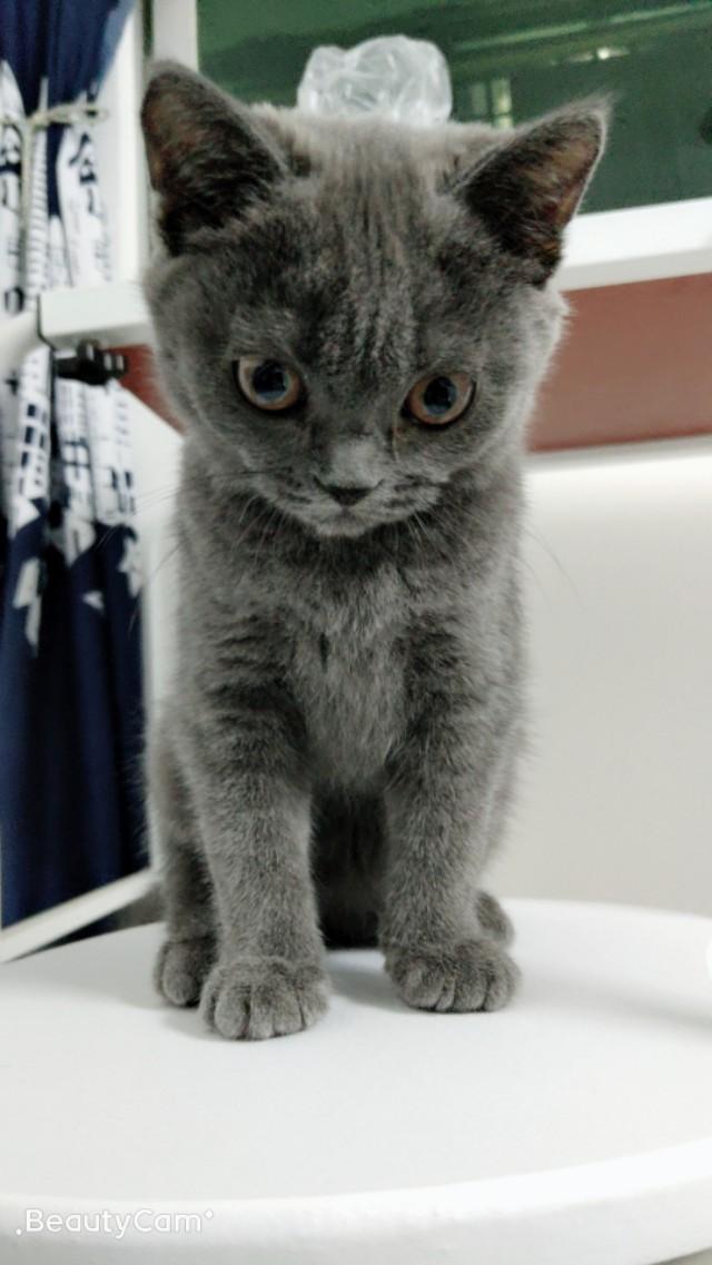 宠物健康知识大全:在家里养小动物（狗和猫），应该注意什么呢？