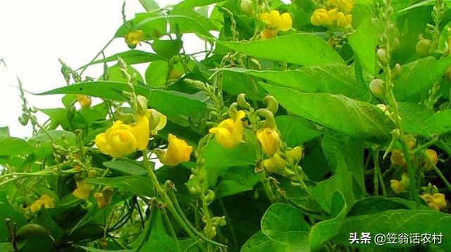 玉米地蚜虫怎么防治:种植小豆虫害较多如何防治？怎么科学种植增产？
