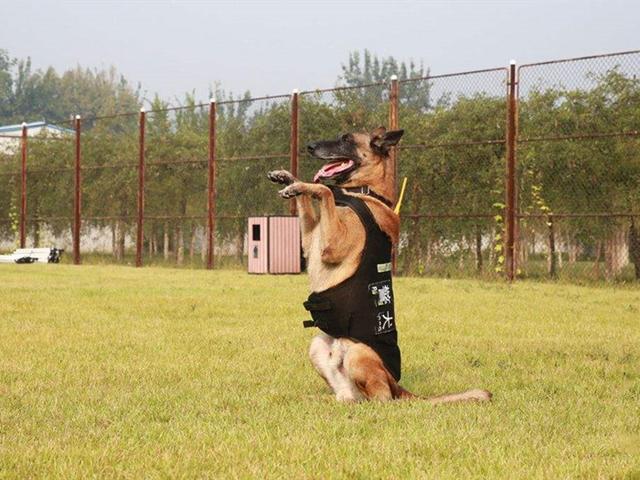 宠物可蒙犬糖糖:哪些狗不仅不能做警犬，也不适合家养呢？