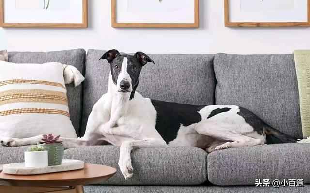 巴仙吉犬攻击过人吗:什么狗比较温顺安静，不爱叫？