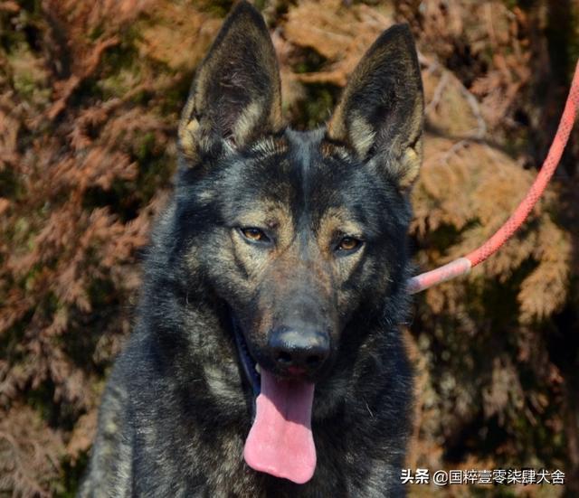 昆明犬图片:昆明犬与东德牧羊犬哪个好？为什么？
