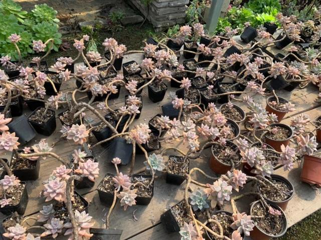 姬玉露徒长后怎么处理:石竹花一直是全日照，还是徒长，应该怎么处理？