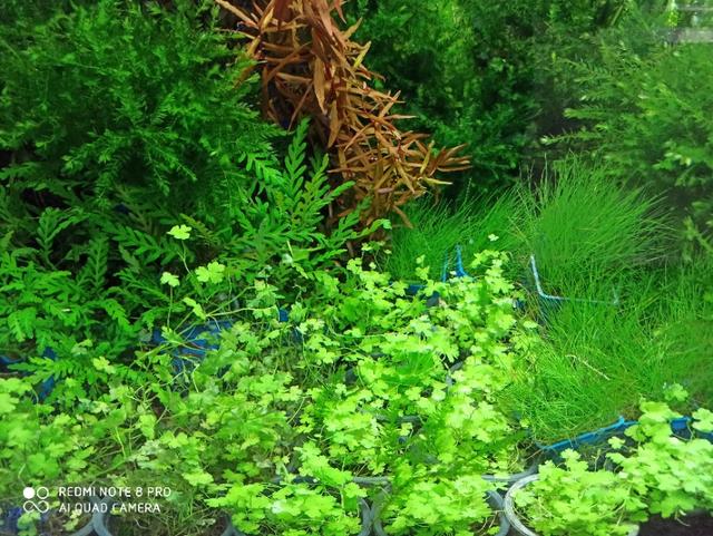 悟空问答 能不能推荐一种水草 完全铺底的 适合小方缸 而且长的比较整齐 单养水晶虾不养其他水草生物的 14个回答