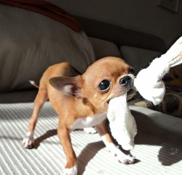 查理士王小猎犬图片小时候:这只小狗是什么品种？品相如何？