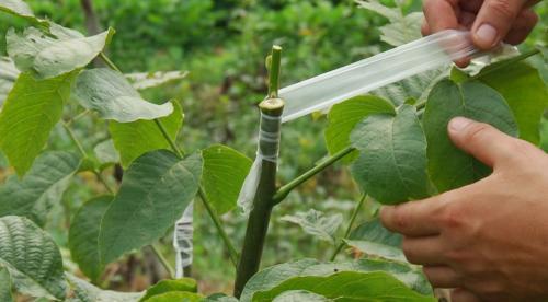 葡萄嫁接到什么树上好