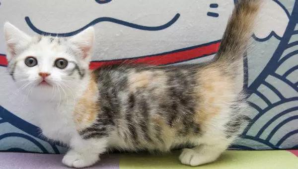 乐乐上海宠物猫专卖店:想要一直矮脚蓝白猫（上海），大概多少钱一只？注意什么？