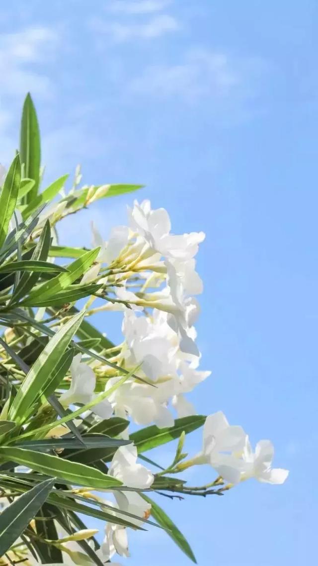 晚安心情句子190315：太过热情，就增加了不被珍惜的概率