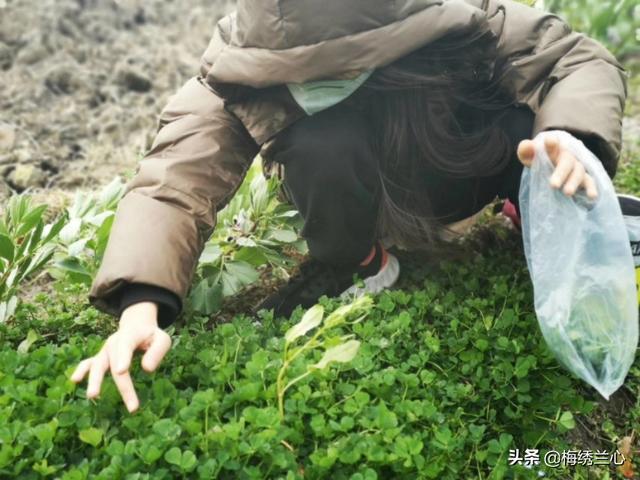 头条问答 春天正是野菜旺盛的季节 到乡下采摘野菜应注意什么 梅绣兰心的回答 0赞