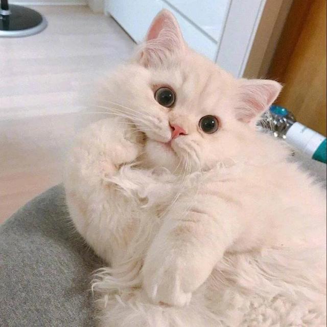 猫咪不乖by:猫是不是要从小养才会跟主人有感情呢？