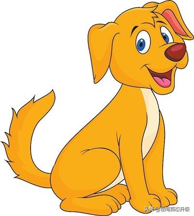 香槟色泰迪:两只不同颜色的泰迪犬，生出的宝宝会是什么颜色呢？