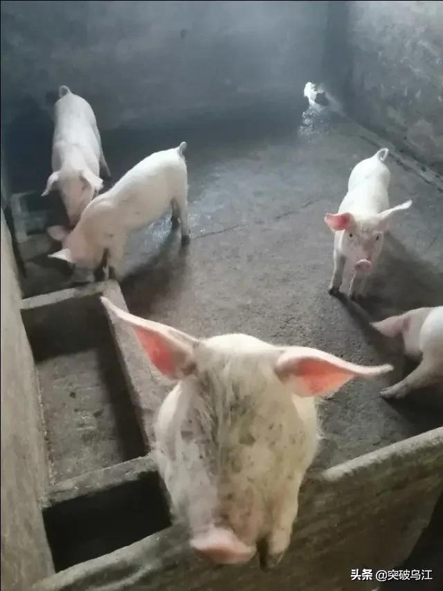 猪拉血便是什么原因:吃料正常的母猪突然呕吐，下午还拉血痢，是什么疾病？