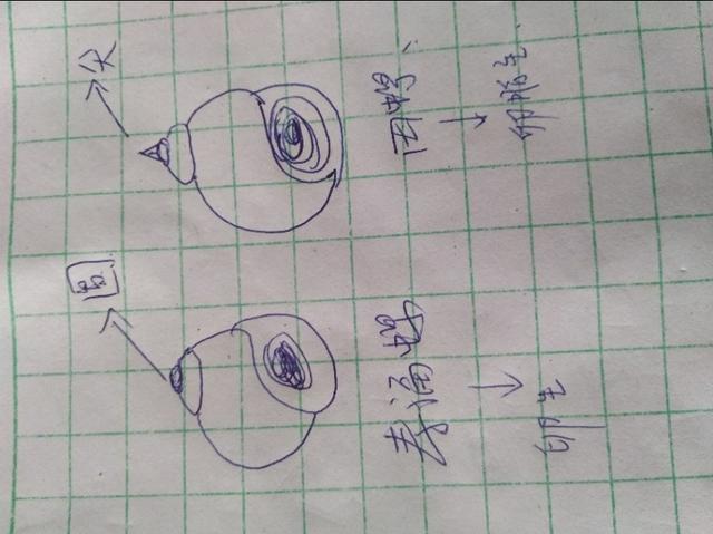 请问这是田螺还是福寿螺,老板说是田螺,又叫什么小黄螺？
