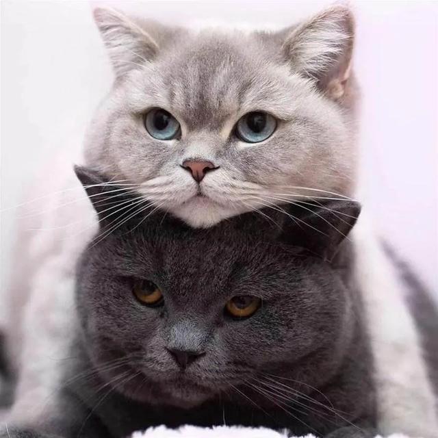 猫咪不乖by:猫是不是要从小养才会跟主人有感情呢？